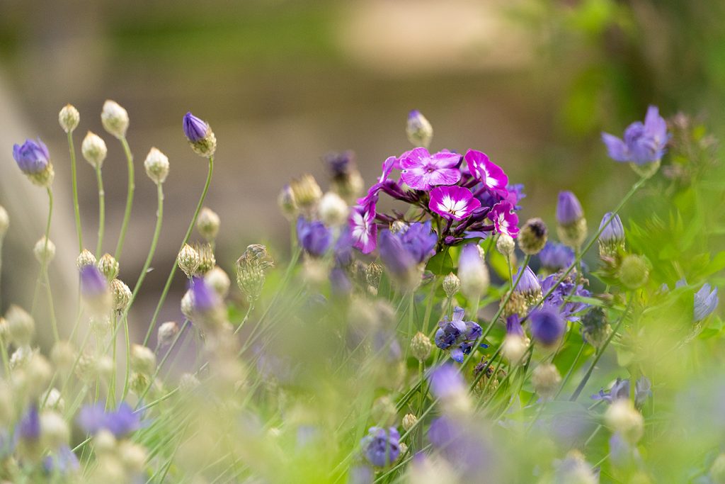 Fam Flower Farm: Een Kleurrijke Revolutie uit de Bollenstreek